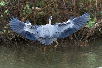 Heron, River Nene, Becketts Park, Northampton