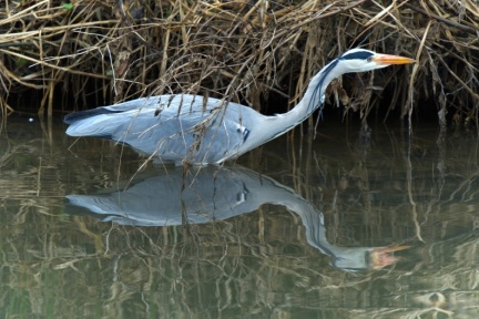 Heron, River Nene, Becketts Park, Northampton
