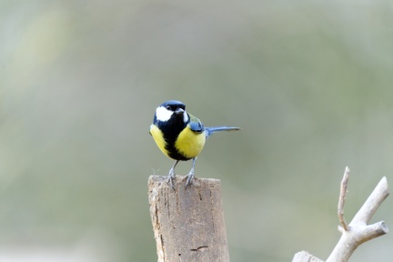 Summer Leys Nature Reserve