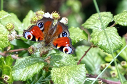 Stanwick Lakes