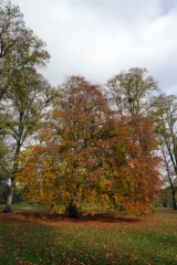 Abington Park, Northampton