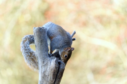 Summer Leys Nature Reserve, Wollaston